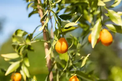 Citrus (Citroenboom) - afbeelding 7