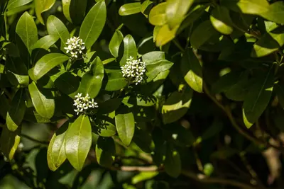 Citrus (Citroenboom) - afbeelding 9