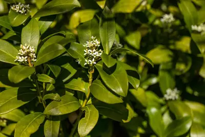Citrus (Citroenboom) - afbeelding 10