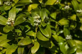 Citrus (Citroenboom) - afbeelding 10