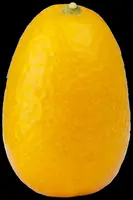 Citrus japonica (Chinese kumquat) - afbeelding 4
