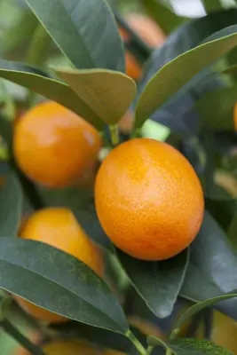 Citrus japonica (Chinese kumquat) - afbeelding 28
