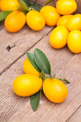 Citrus japonica (Chinese kumquat) - afbeelding 11
