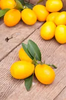 Citrus japonica (Chinese kumquat) - afbeelding 11