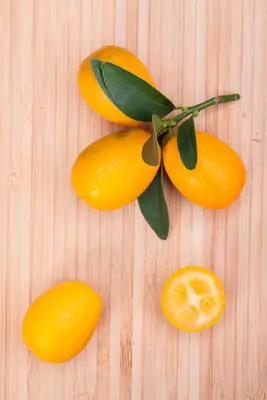 Citrus japonica (Chinese kumquat) - afbeelding 16