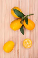 Citrus japonica (Chinese kumquat) - afbeelding 16