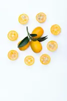 Citrus japonica (Chinese kumquat) - afbeelding 31