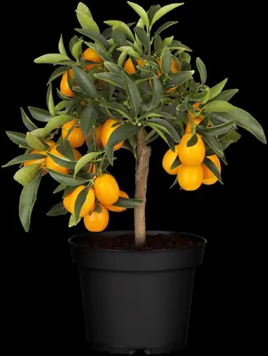 Citrus japonica (Chinese kumquat) - afbeelding 33