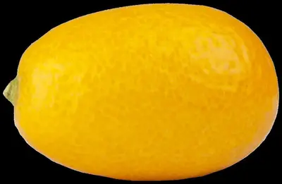 Citrus japonica (Chinese kumquat) - afbeelding 3