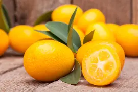 Citrus japonica (Chinese kumquat) - afbeelding 8
