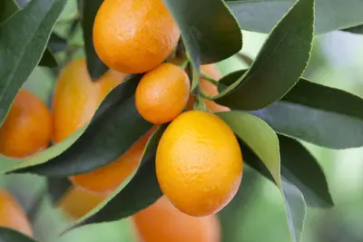 Citrus japonica (Chinese kumquat) - afbeelding 27