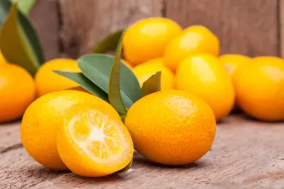 Citrus japonica (Chinese kumquat) - afbeelding 5
