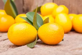 Citrus japonica (Chinese kumquat) - afbeelding 8