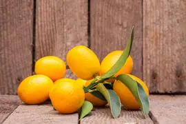 Citrus japonica (Chinese kumquat) - afbeelding 12