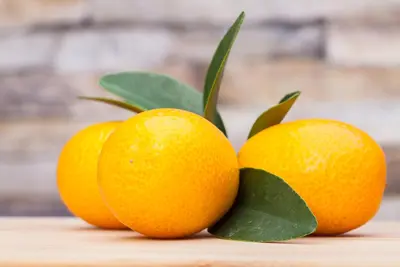 Citrus japonica (Chinese kumquat) - afbeelding 14