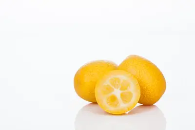 Citrus japonica (Chinese kumquat) - afbeelding 15