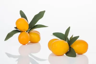 Citrus japonica (Chinese kumquat) - afbeelding 17