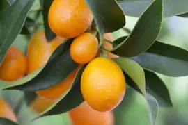 Citrus japonica (Chinese kumquat) - afbeelding 26
