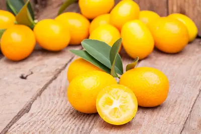 Citrus japonica (Chinese kumquat) - afbeelding 4