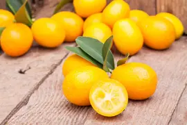 Citrus japonica (Chinese kumquat) - afbeelding 4