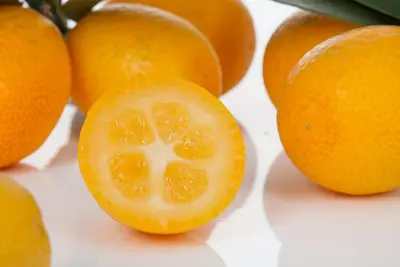 Citrus japonica (Chinese kumquat) - afbeelding 9