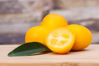 Citrus japonica (Chinese kumquat) - afbeelding 10