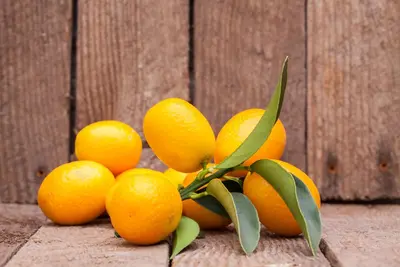 Citrus japonica (Chinese kumquat) - afbeelding 12