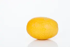 Citrus japonica (Chinese kumquat) - afbeelding 13