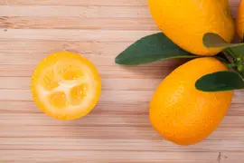 Citrus japonica (Chinese kumquat) - afbeelding 18