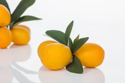 Citrus japonica (Chinese kumquat) - afbeelding 20