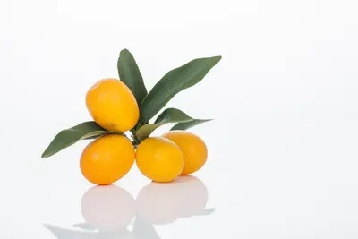 Citrus japonica (Chinese kumquat) - afbeelding 21