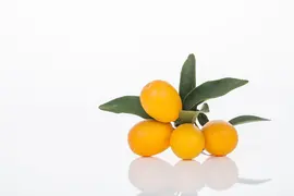 Citrus japonica (Chinese kumquat) - afbeelding 23