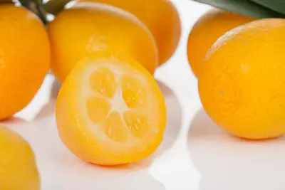 Citrus japonica (Chinese kumquat) - afbeelding 25