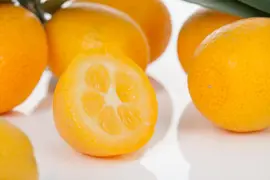 Citrus japonica (Chinese kumquat) - afbeelding 25