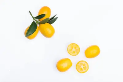Citrus japonica (Chinese kumquat) - afbeelding 28