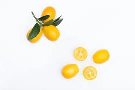 Citrus japonica (Chinese kumquat) - afbeelding 28