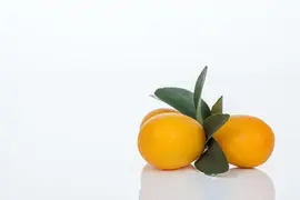 Citrus japonica (Chinese kumquat) - afbeelding 30