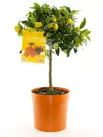 Citrus (Kumquat) +- 70 cm - afbeelding 1