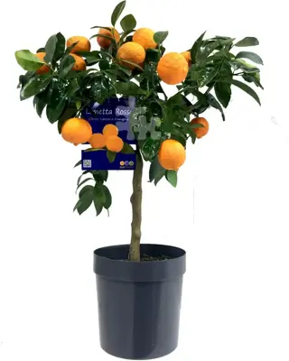 Citrus limetta rossa 'di Rangpur' (Zoete limoen, Oranje limoen) - afbeelding 1