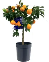 Citrus limetta rossa 'di Rangpur' (Zoete limoen, Oranje limoen) - afbeelding 1