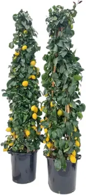 Citrus Limon (Citroenboom) 220cm - afbeelding 1