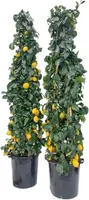 Citrus Limon (Citroenboom) 220cm - afbeelding 1