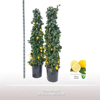 Citrus Limon (Citroenboom) 220cm - afbeelding 2