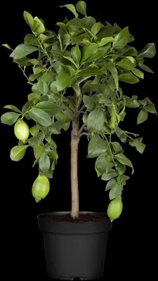 Citrus limon, Pyramide (Citroenboom) - afbeelding 21