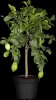 Citrus limon, Pyramide (Citroenboom) - afbeelding 21