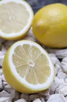 Citrus limon, Pyramide (Citroenboom) - afbeelding 1