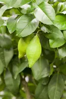 Citrus limon, Pyramide (Citroenboom) - afbeelding 9