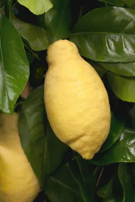 Citrus limon, Pyramide (Citroenboom) - afbeelding 10