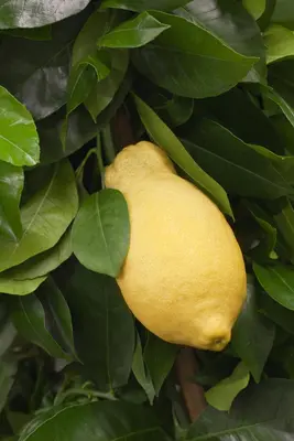 Citrus limon, Pyramide (Citroenboom) - afbeelding 11