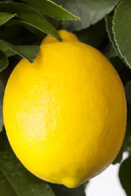 Citrus limon, Pyramide (Citroenboom) - afbeelding 12